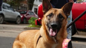 Fenómeno de El Niño en Colombia: IDPYBA publica guía para proteger a las mascotas del calor.