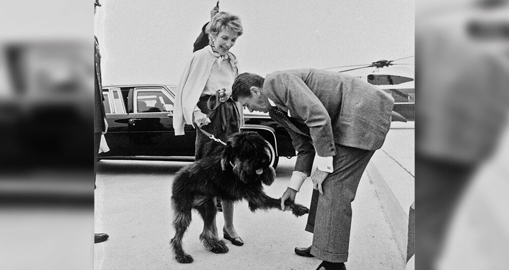 Lucky, el perro de Ronald Reagan, pasó de ser una “bola de pelos” a tener el tamaño de un “poni”, según lo describía Nancy Reagan.