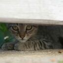 Varias organizaciones trabajan unidas en la investigación de estos crímenes.