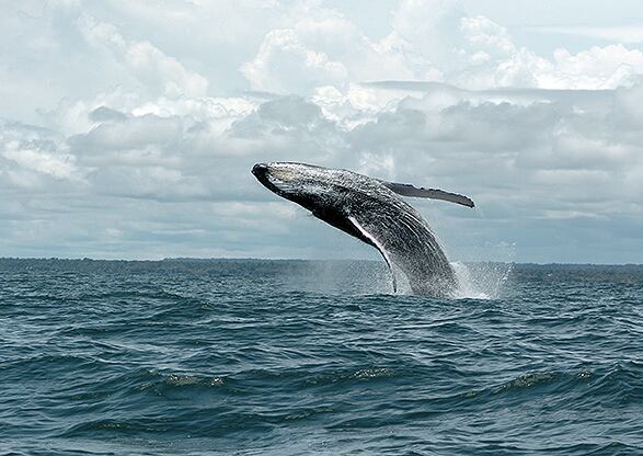 En Bahía Málaga, cerca a Buenaventura, los mamíferos que miden entre 12 y 16 metros se elevan por encima de la superficie marina brindando un espectáculo inigualable.