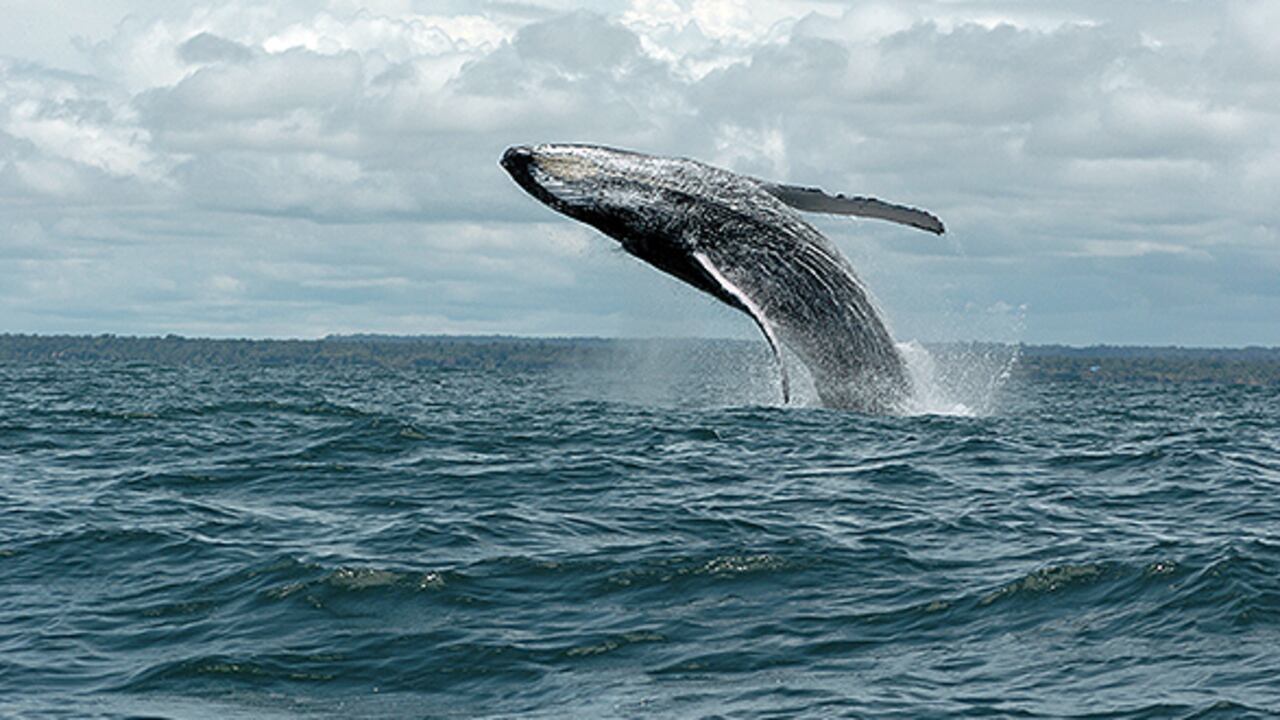 En Bahía Málaga, cerca a Buenaventura, los mamíferos que miden entre 12 y 16 metros se elevan por encima de la superficie marina brindando un espectáculo inigualable.