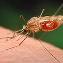 En Colombia hay un promedio anual de hasta 140.000 casos de malaria. Cerca de 85 % del territorio rural tiene condiciones geográficas y epidemiológicas aptas para su transmisión, según el Instituto Nacional de Salud. Foto: Archivo particular.