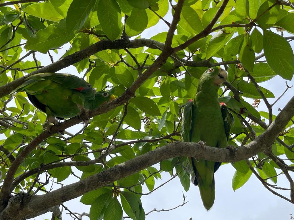 Aproximadamente 48 horas duró el recorrido de estos animales embarcados desde Cali hasta Aracataca.