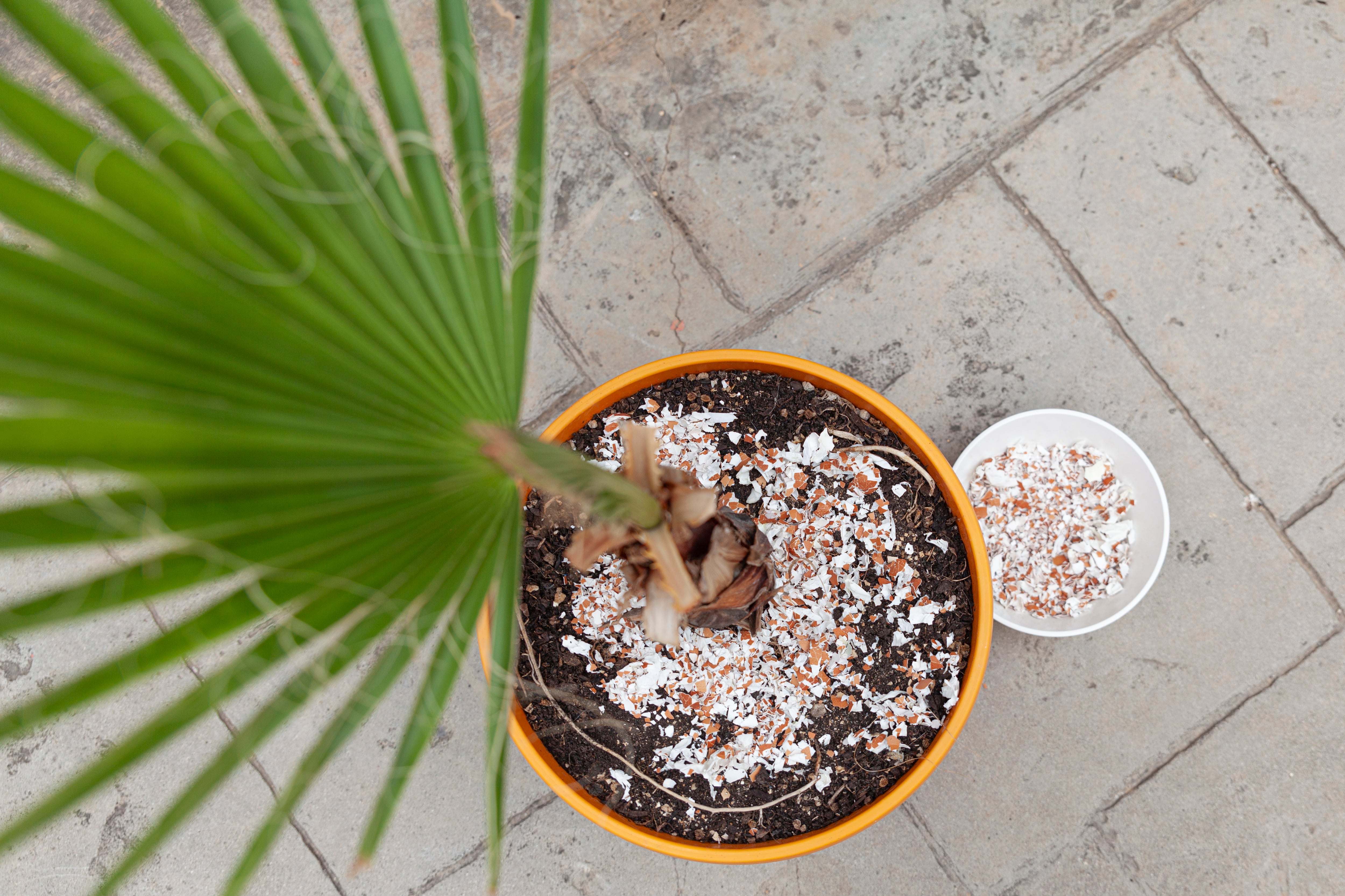 Tanto la falta como el exceso de fertilizante pueden perjudicar el desarrollo de las plantas.