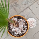 Tanto la falta como el exceso de fertilizante pueden perjudicar el desarrollo de las plantas.