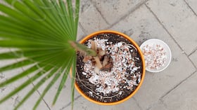 Tanto la falta como el exceso de fertilizante pueden perjudicar el desarrollo de las plantas.