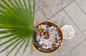Tanto la falta como el exceso de fertilizante pueden perjudicar el desarrollo de las plantas.