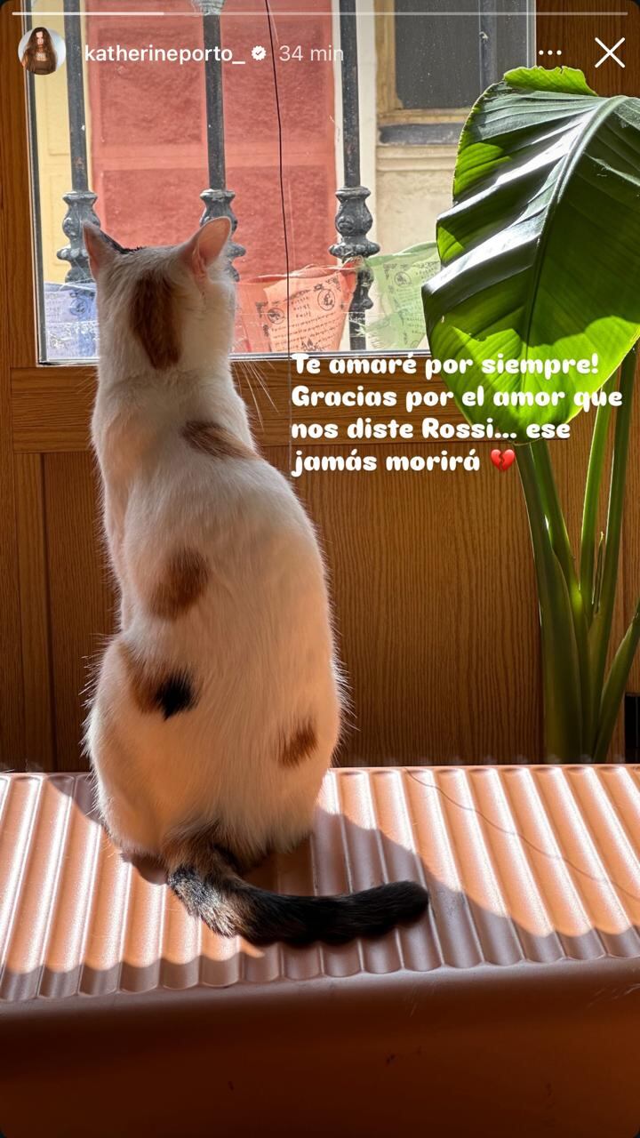 Katherine Porto sufrió la dolorosa pérdida de su gata Rossi y envía emotivo mensaje, “te amaré por siempre”