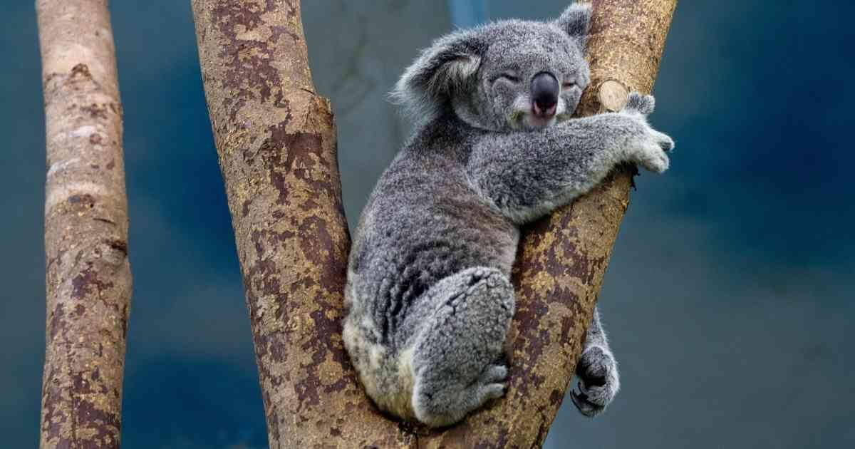 Los koalas, ¿rumbo a la extinción?