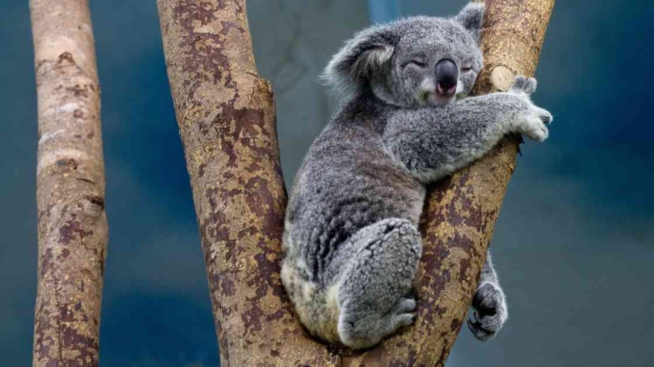 Los koalas, ¿rumbo a la extinción?