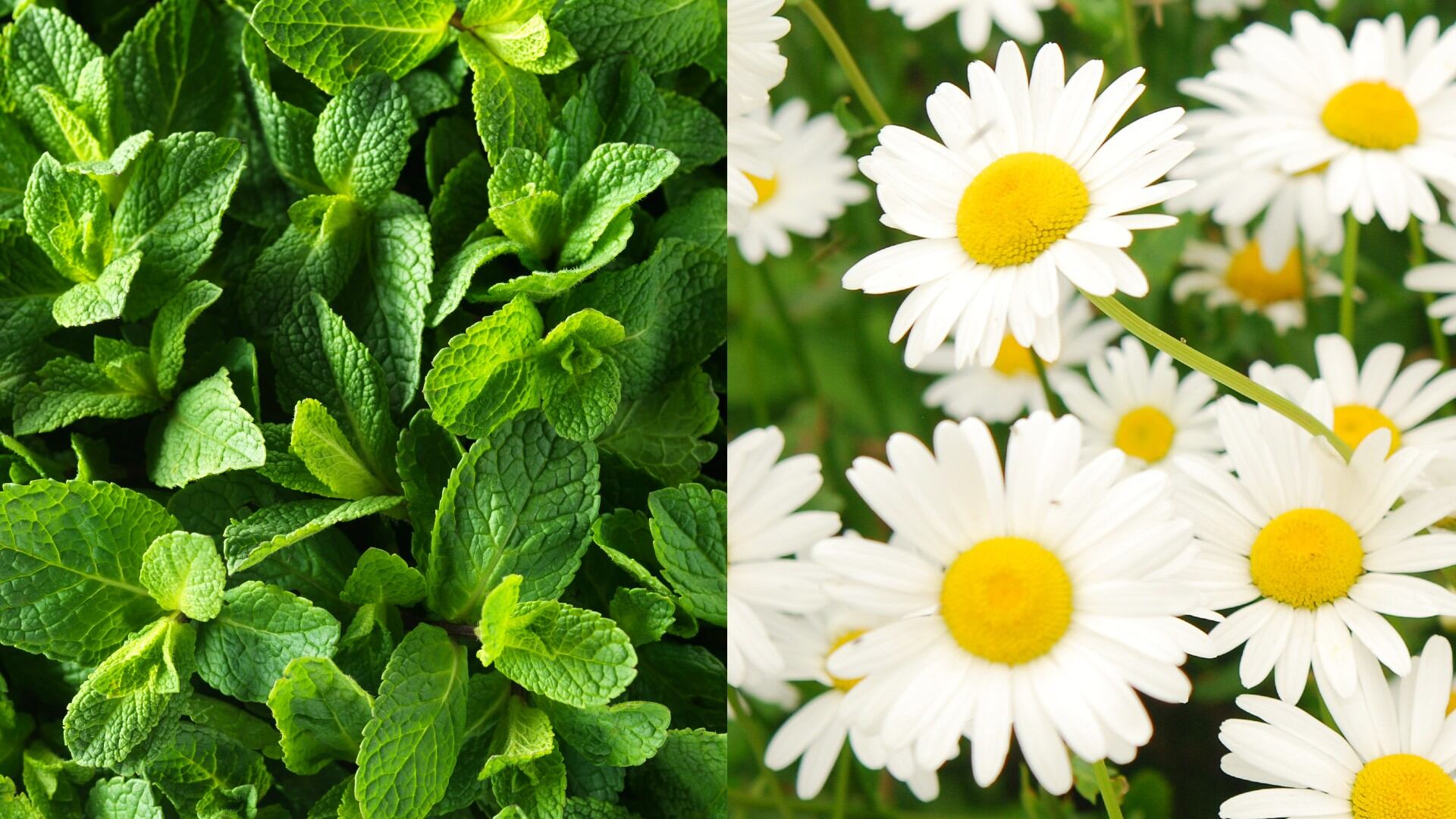 Hierbabuena y manzanilla.