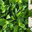 Hierbabuena y manzanilla.