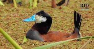 Ecoparque Sabana pasó de un predio árido a un reservorio de biodiversidad. Foto: Parque Jaime Duque.