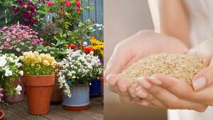 Abono casero con arroz