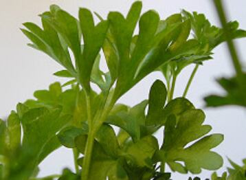 El compuesto está presente en el perejil.