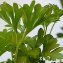 El compuesto está presente en el perejil.