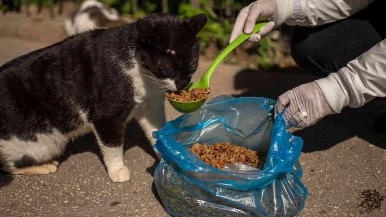 Para muchos vagabundos de cuatro patas, casi omnipresentes en Grecia, las restricciones impuestas por la epidemia de coronavirus significan una sentencia de muerte.
