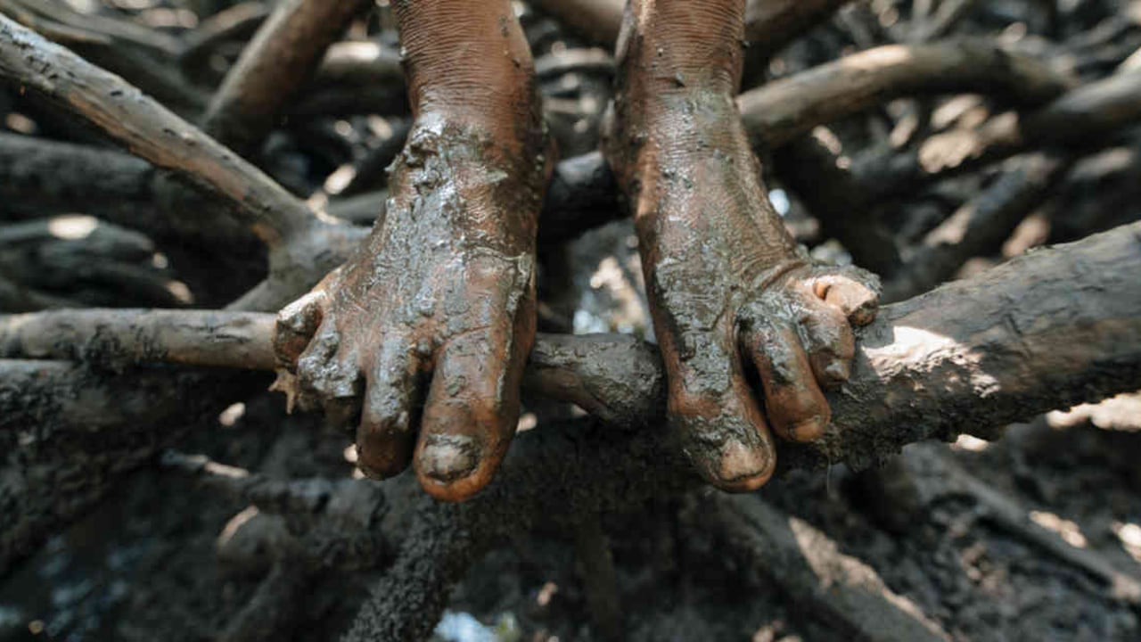 Los manglares proveen servicios de economía verde invaluable para los humanos. Foto: Green Renaissance / WWF-US