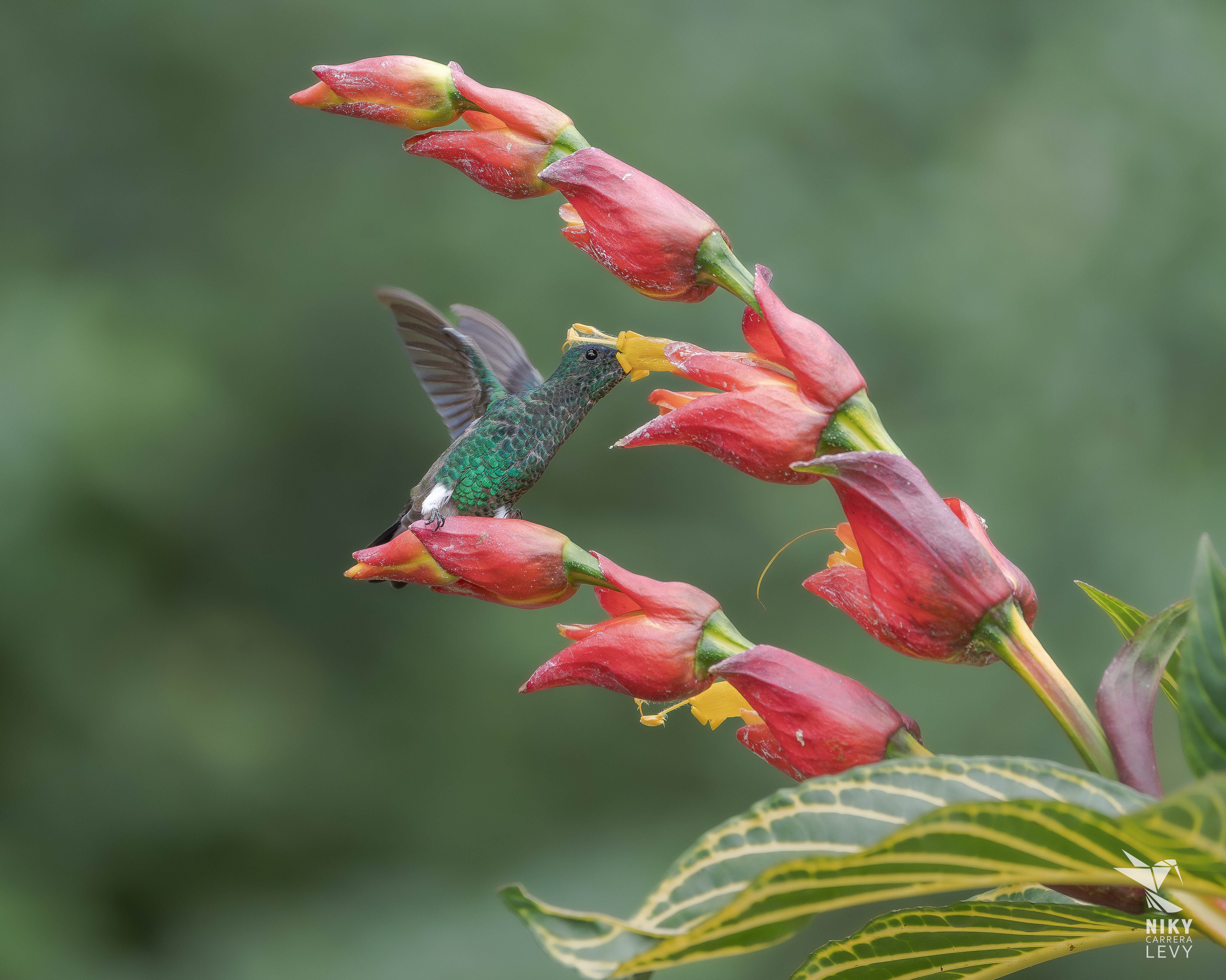 Especial Turismo, Aviturismo, Mejor Colombia