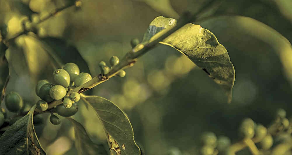 Durante más de ocho décadas en Boyacá se han cultivado más de tres variedades de café. 