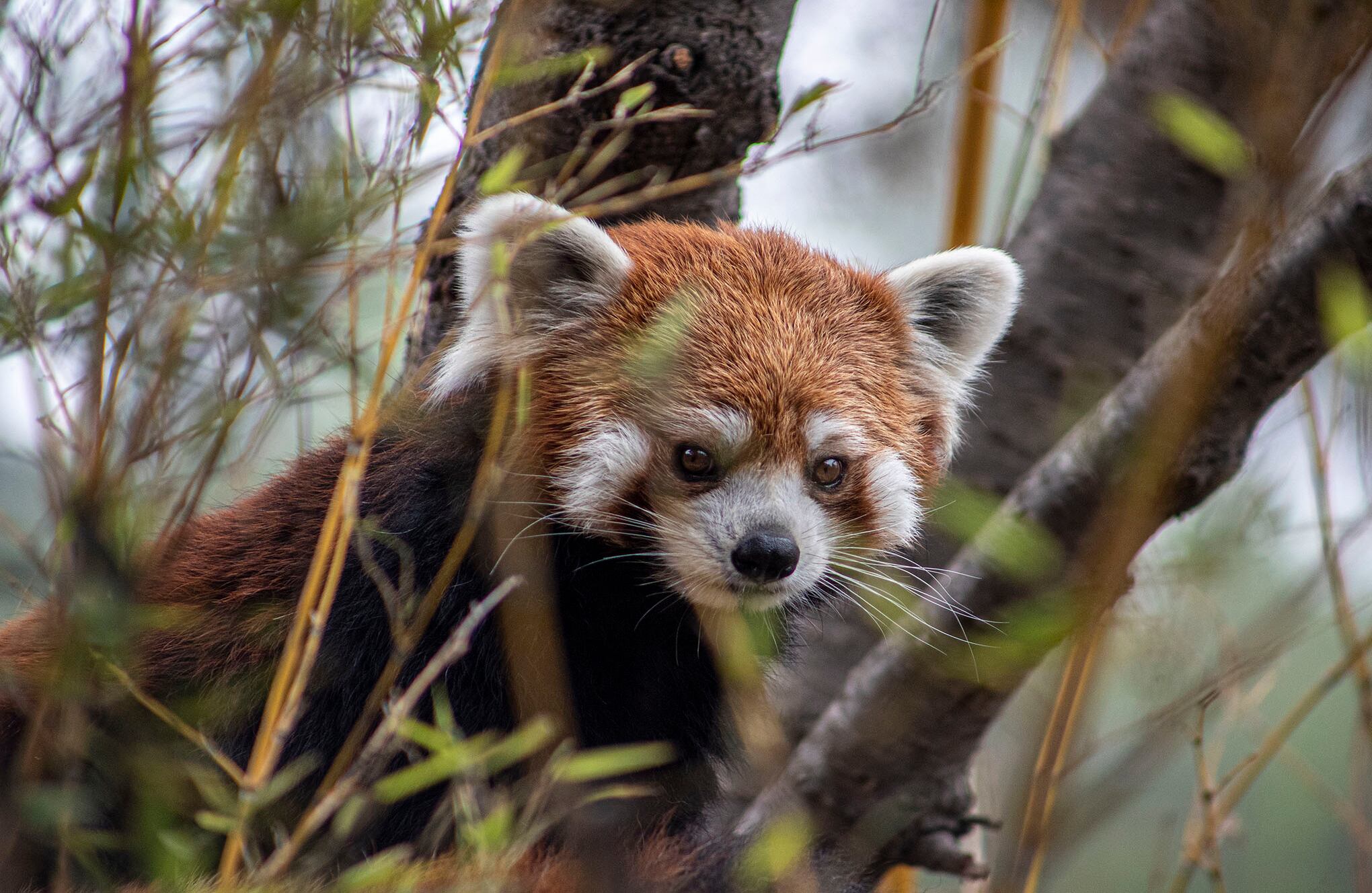 Zoológico en Santiago de Chile