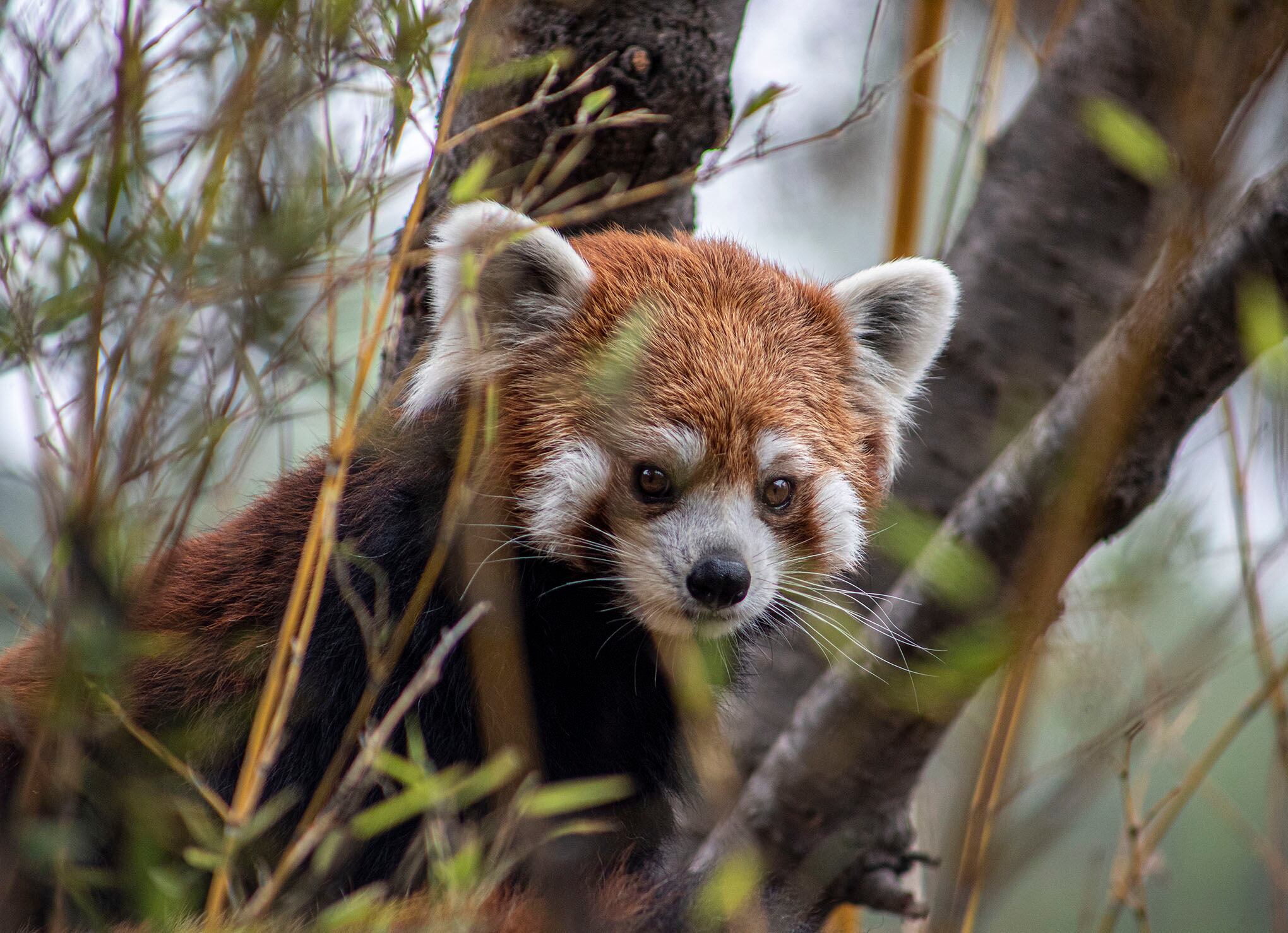 Zoológico en Santiago de Chile