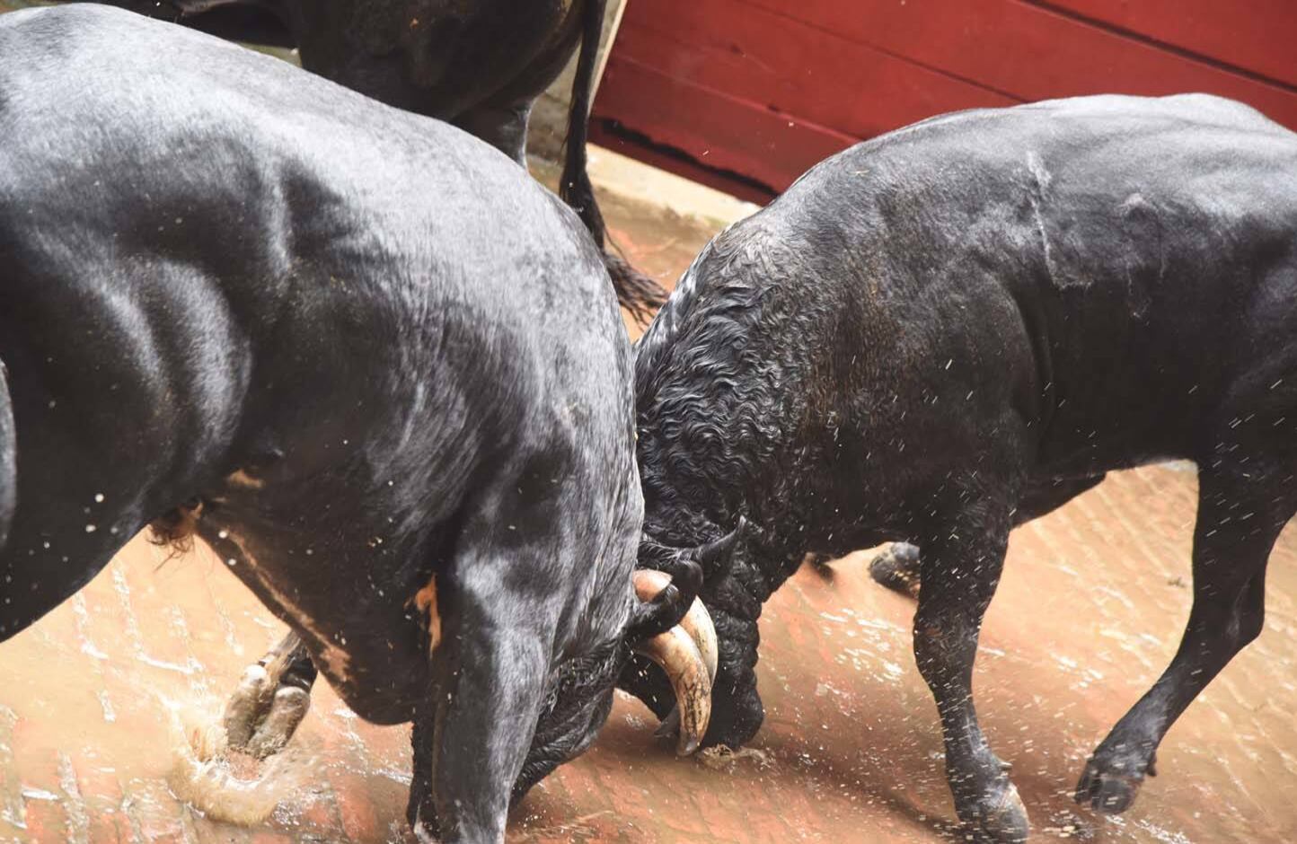 Toros de Salento. Cali, 30 de diciembre de 2017
