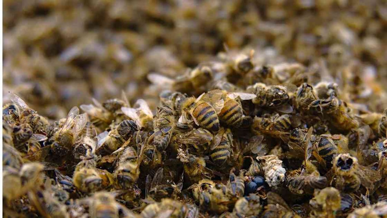 La mortandad de abejas en Córdoba afecta a unas 22 familias, propietarias de las colmenas afectadas. Foto: Pixabay