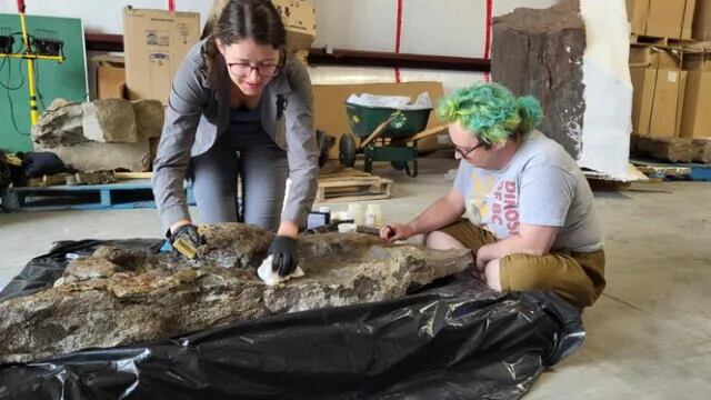 Hallan pisadas de anquilosaurio que cambian lo conocido sobre su evolución.