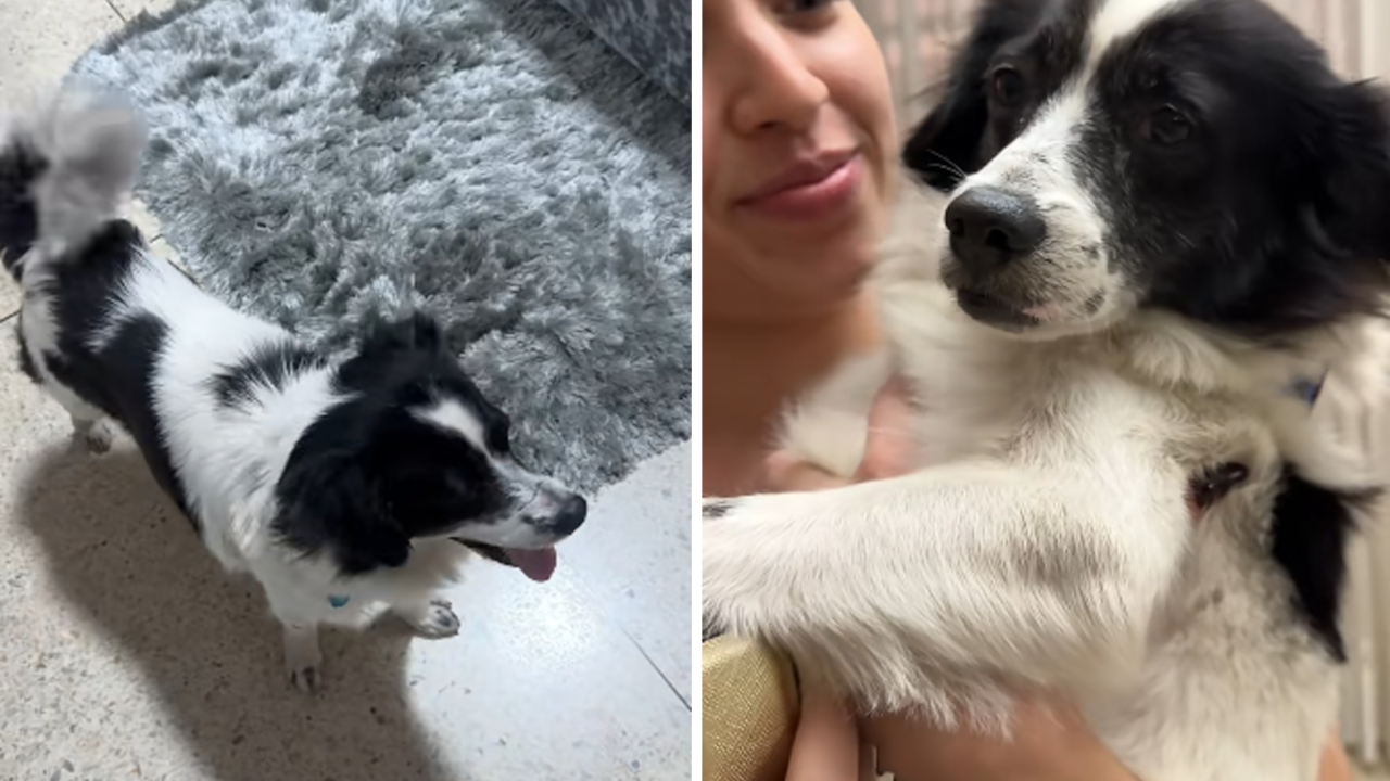 Terry, el perrito adoptado, sobrevivió a los terremotos en La Guaira, Venezuela.