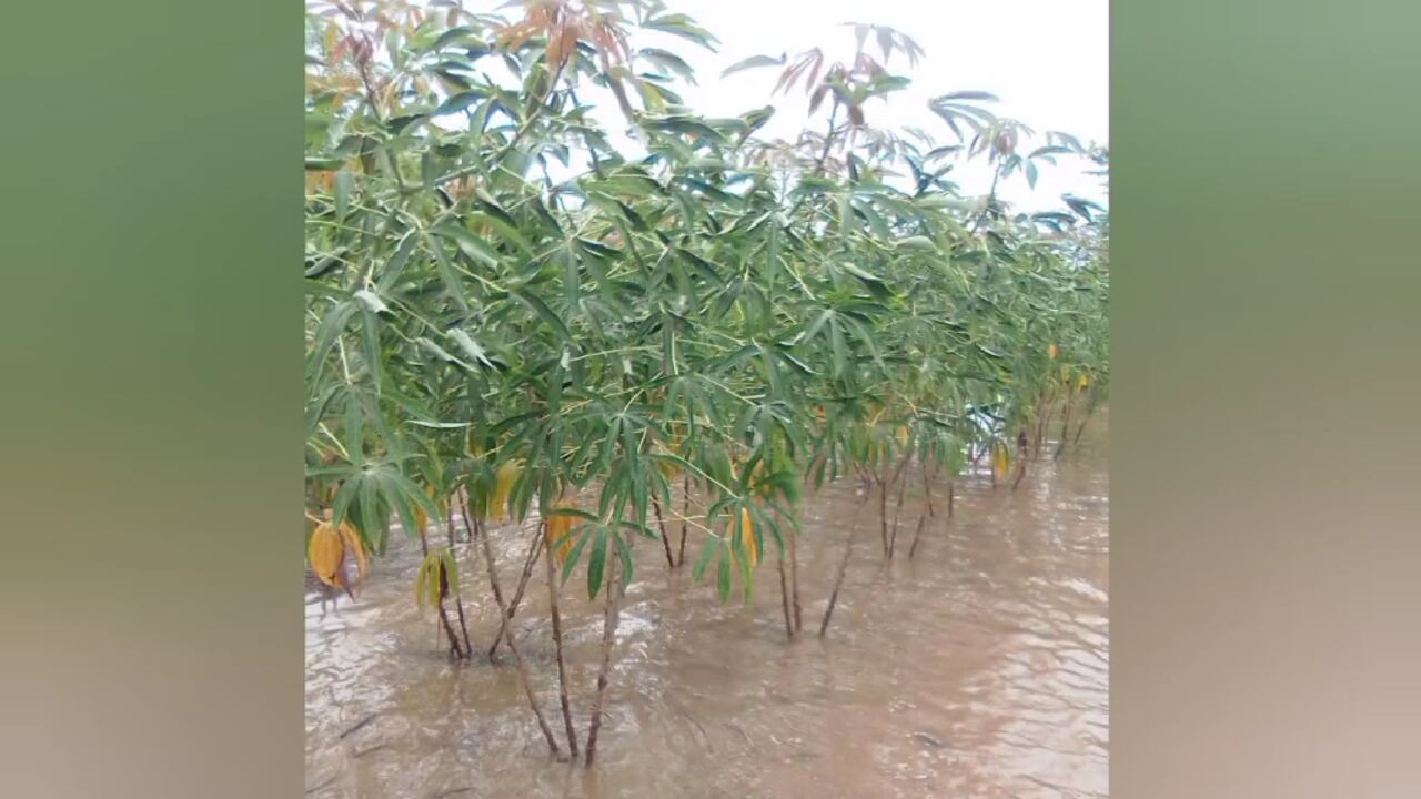 Cultivos de la comunidad Caizem se encuentran inundados, los líderes han reportado pérdida de yuca, papa y maíz.