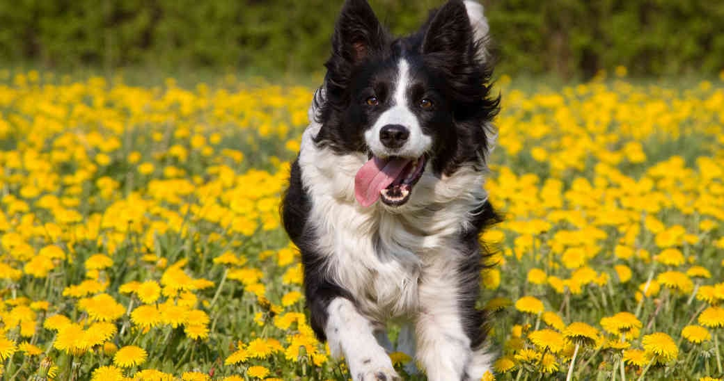 Los Border Collie son considerados uno de los perros más inteligentes.