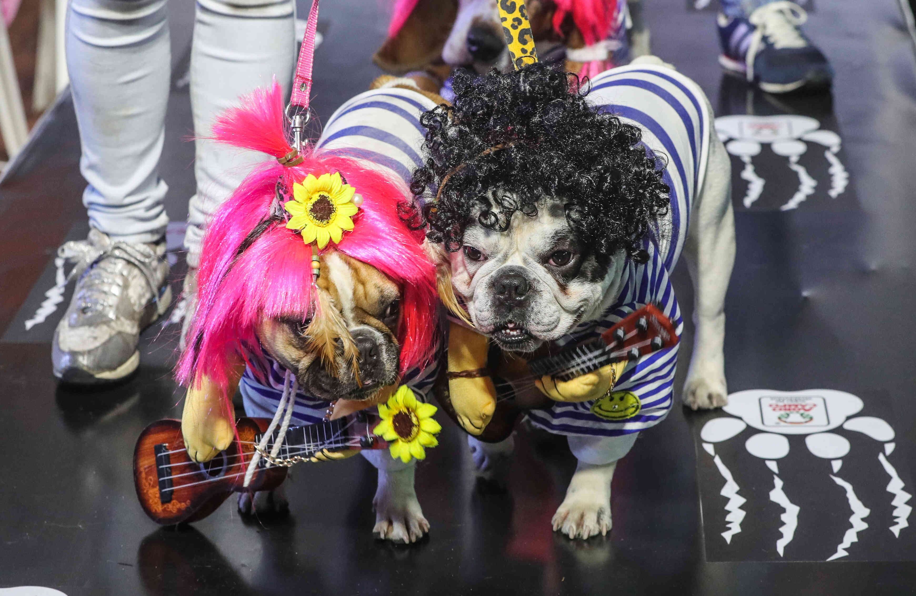 Con un desfile multicolor realizado en Agrocampo —una reconocida tienda de mascotas en Bogotá— decenas de personas celebraron con sus ‘mejores amigos’ la tradicional fiesta de Halloween, el viernes 27 de octubre de 2017.  Ni el  fuerte aguacero caído sobre la Capital en horas de la tarde, ni el frío,  fueron impedimento para que decenas de perros y gatos, de todas las razas y tamaños, exhibieran sus disfraces en compañía de sus protectores. Foto: Carlos Julio Martínez / SEMANA