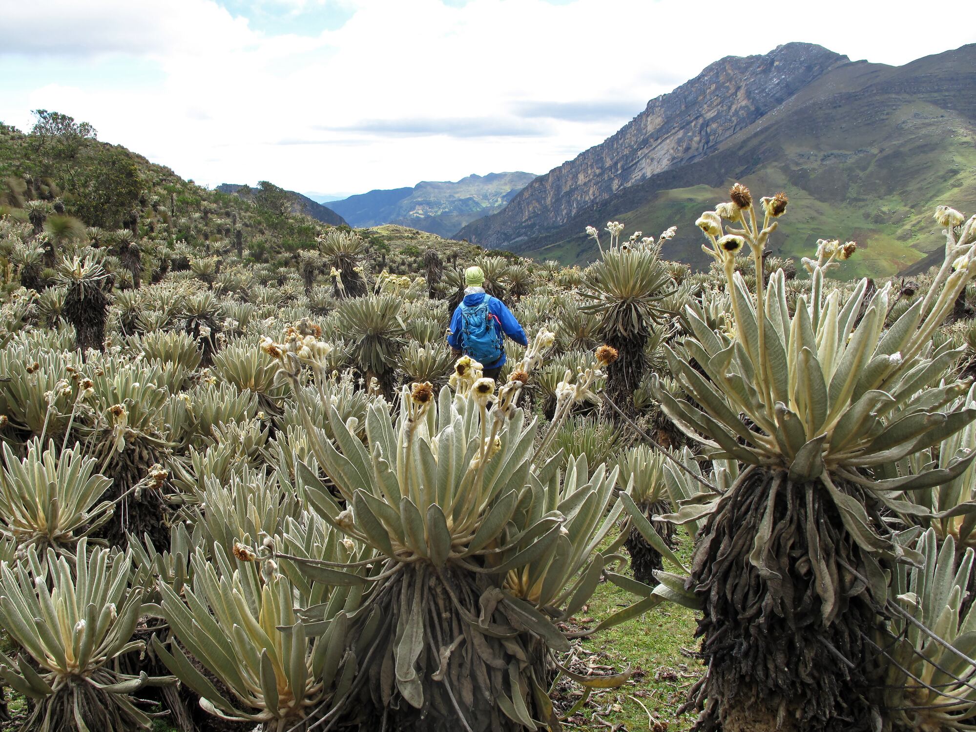 Frailejones en Páramo del Nevado de El Cocuy