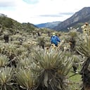 Frailejones en Páramo del Nevado de El Cocuy