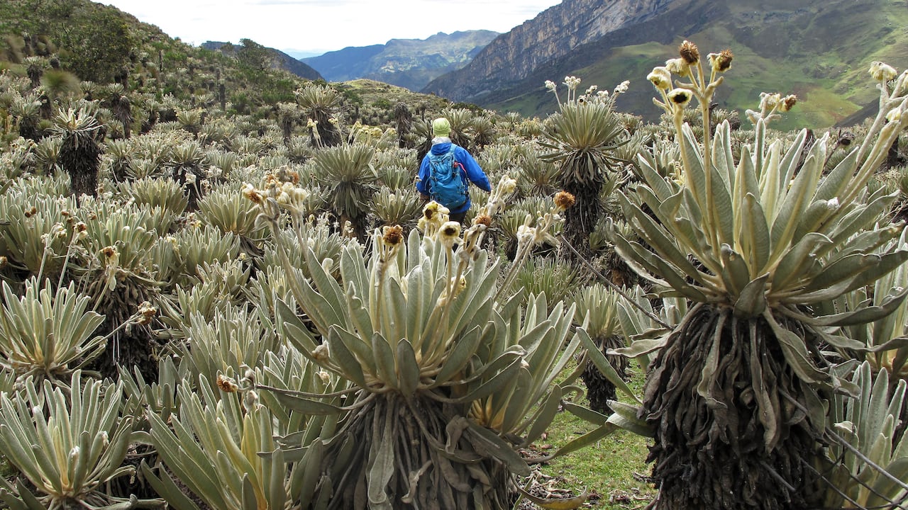 La naturaleza es uno de los grandes atractivos en el municipio de El Cocuy, Boyacá.