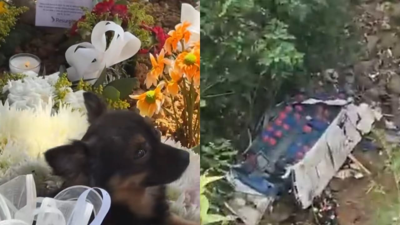 Imagen del video del perro sobre la tumba de una de las víctimas del siniestro.