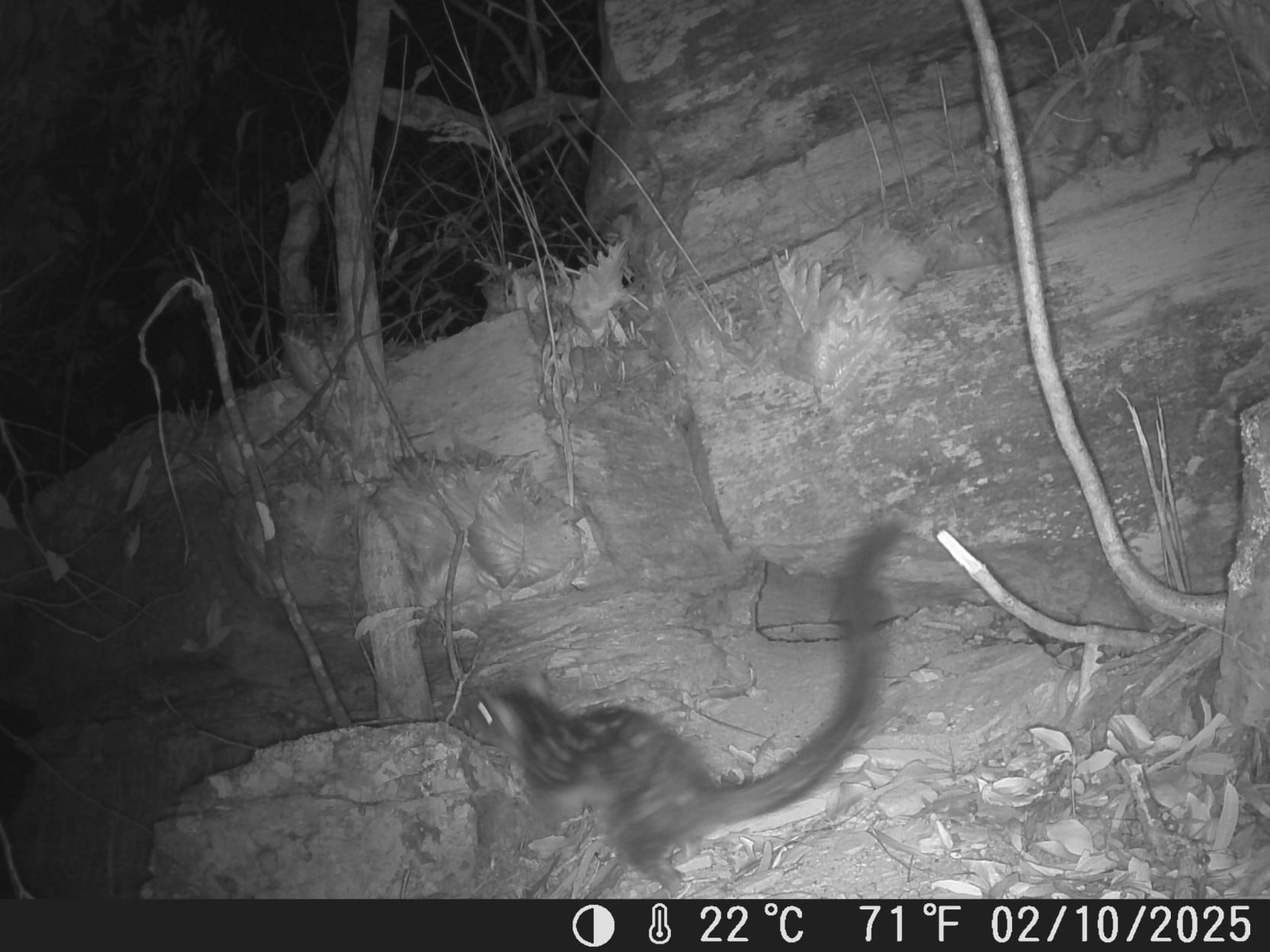 El registro rompió una larga racha de monitoreos sin resultados positivos en la zona.