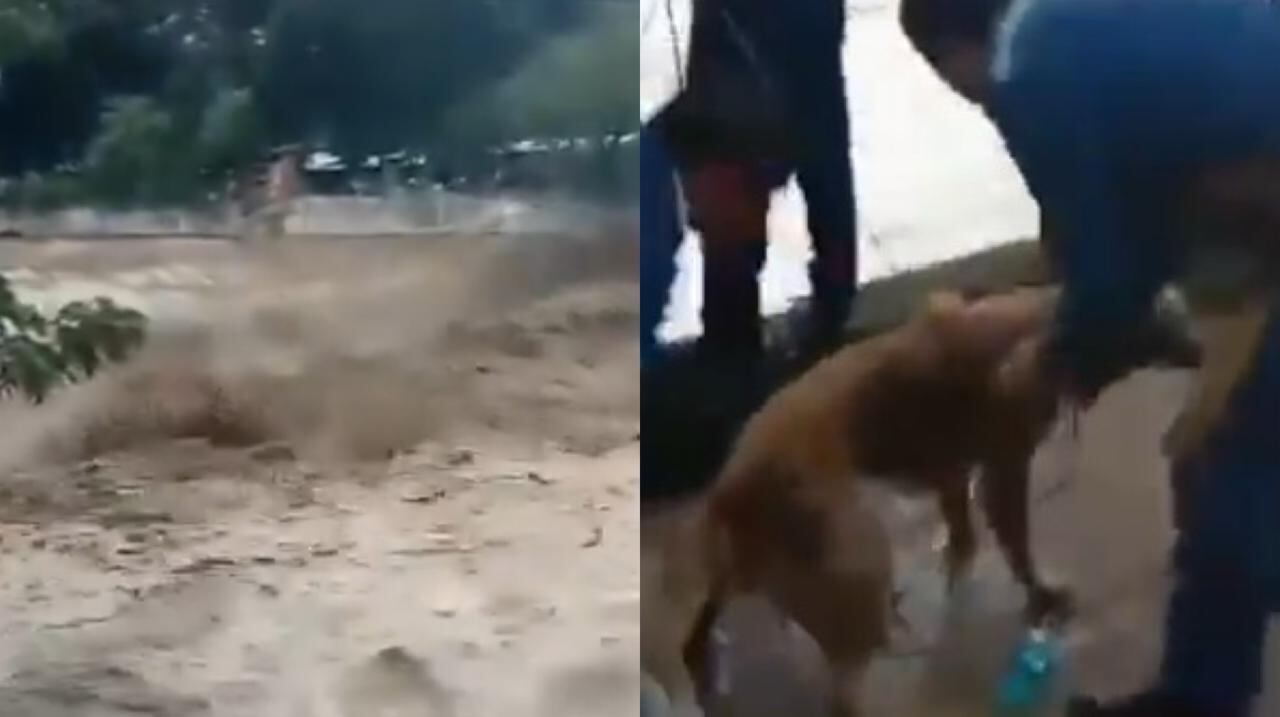 El joven no pensó en el peligro que corría; su único objetivo era salvar al animal y llevarlo a un lugar seguro.