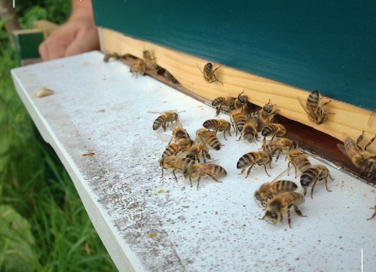 Apiario en San Mateo, Boyacá.