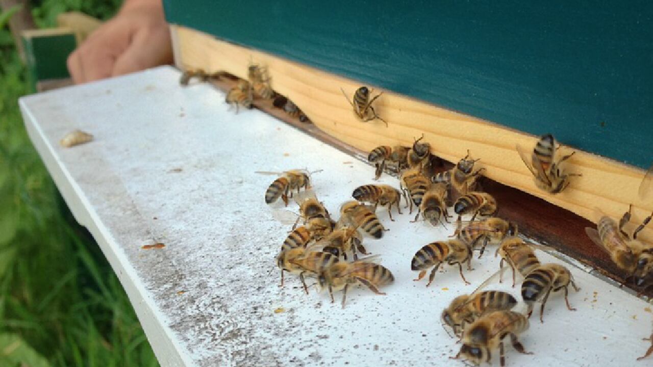 La ruta de las abejas es uno de los planes para hacer en San Mateo, Boyacá.
