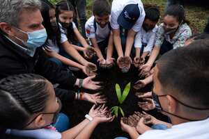 De los 54 millones de árboles sembrados hasta la fecha, el arrayán es el más común.