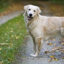 El Golden Retriever emprendió un trayecto hasta el lugar donde creció (imagen de referencia).