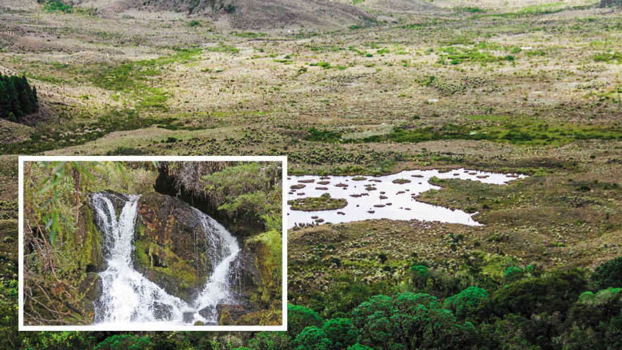 Lagunas místicas, chorros de agua cristalina y centenares de frailejones decoran el paisaje del nacimiento del río Bogotá en el páramo de Guacheneque, el único lugar libre de contaminación.