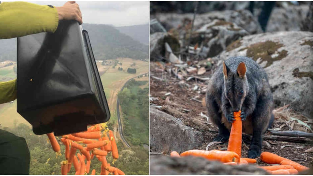 2.200 kilogramos de zanahorias y otras verduras se han lanzado desde aviones y helicópteros para alimentar a los animales afectados por los incendios en en Australia.