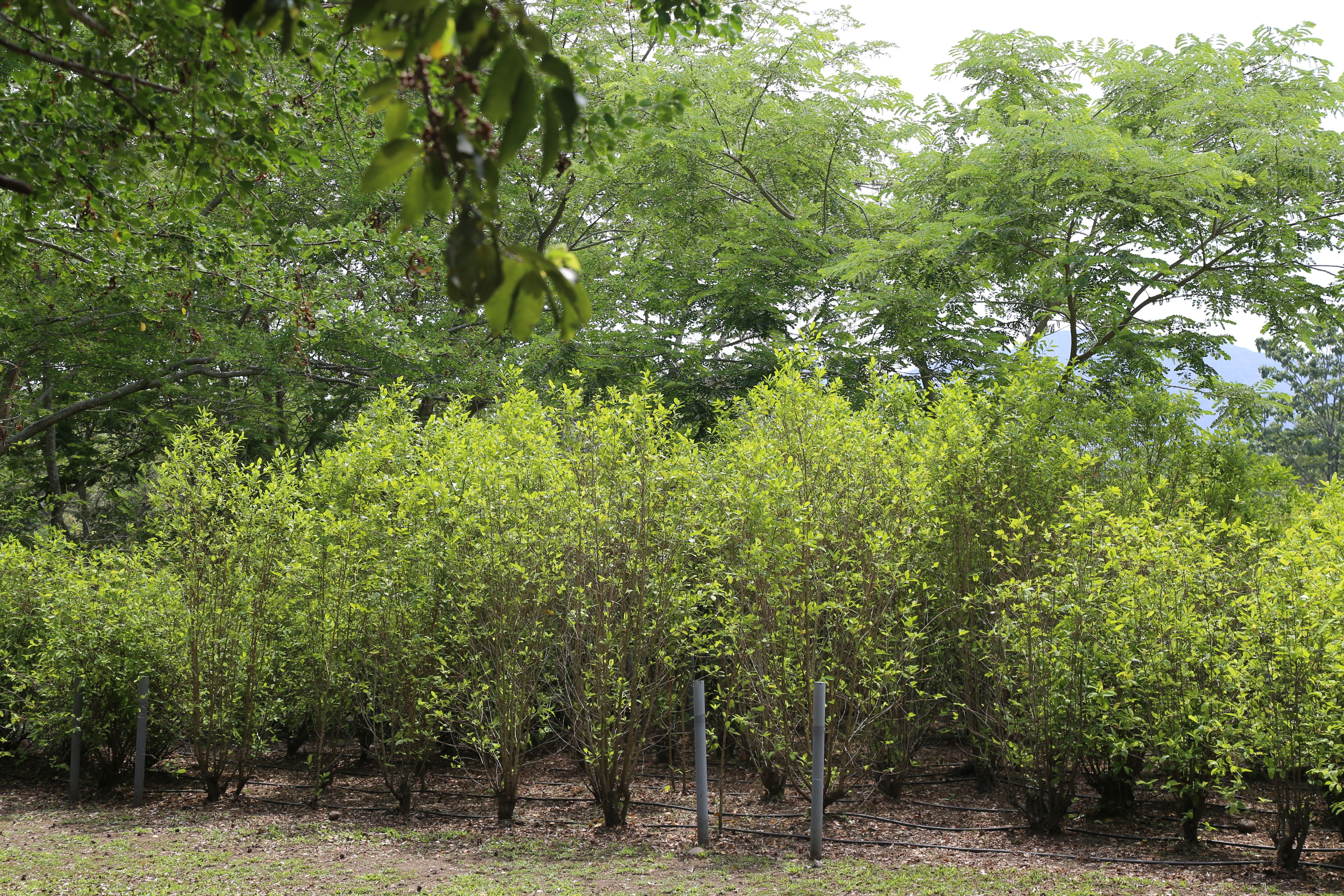 Teniendo en cuenta que en 2023 se erradicaron unas veinte mil hectáreas de cultivos de coca, los cálculos de la Policía Nacional son de más de 29.000 hectáreas de bosque afectadas por cuenta de estas actividades ilegales.