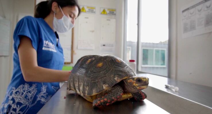 El aeropuerto El Dorado le entrega las aves y otras especies de animales silvestres encontradas en la terminal a la Secretaría de Ambiente para garantizar su bienestar.