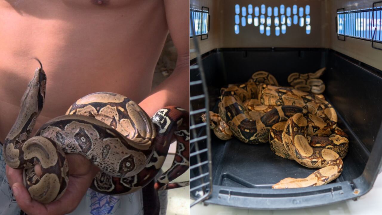 Hombre con serpientes en su casa de Medellín.