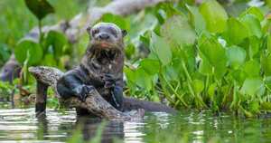 La pérdida de la naturaleza en los últimos años se ha intensificado por lo que se requieren acciones urgentes como las planteadas por los líderes mundiales. Foto: ©naturepl.com (Nick Garbutt - WWF).