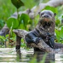 La pérdida de la naturaleza en los últimos años se ha intensificado por lo que se requieren acciones urgentes como las planteadas por los líderes mundiales. Foto: ©naturepl.com (Nick Garbutt - WWF).